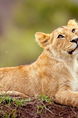 Обои морда, природа, взгляд, хищник, лев, львёнок, дикая кошка, face, nature, look, predator, leo, lion, wild cat разрешение 2560x1440 Загрузить