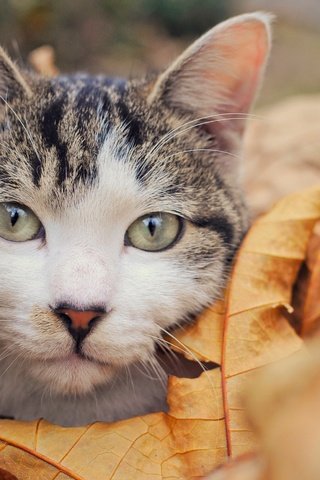 Обои листья, кот, мордочка, усы, кошка, взгляд, осень, leaves, cat, muzzle, mustache, look, autumn разрешение 2500x1661 Загрузить