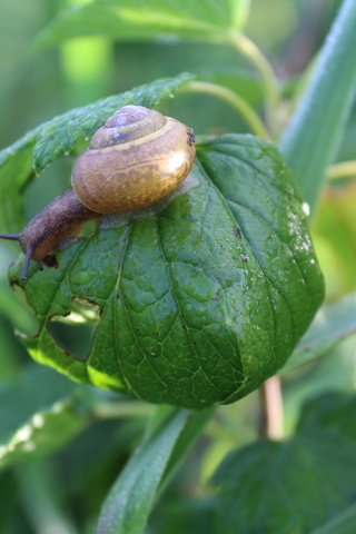 Обои природа, листья, лето, улитка, nature, leaves, summer, snail разрешение 5184x3456 Загрузить