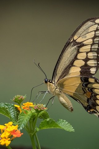 Обои макро, насекомое, цветок, бабочка, крылья, macro, insect, flower, butterfly, wings разрешение 2048x1365 Загрузить