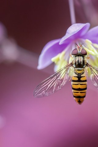 Обои макро, насекомое, цветок, размытость, муха, боке, журчалка, macro, insect, flower, blur, fly, bokeh, gorzalka разрешение 2048x1365 Загрузить