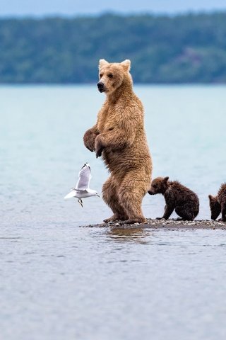 Обои вода, медведь, чайка, птица, медведица, медвежата, water, bear, seagull, bird, bears разрешение 2500x1667 Загрузить