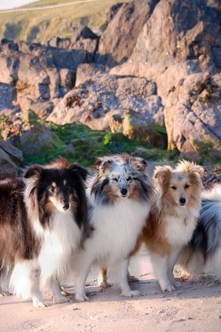 Обои море, побережье, собаки, шелти, шетландская овчарка, sea, coast, dogs, sheltie, shetland sheepdog разрешение 2048x1371 Загрузить