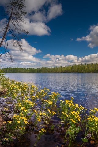 Обои небо, цветы, облака, озеро, лес, финляндия, hossa national park, the sky, flowers, clouds, lake, forest, finland разрешение 1920x1117 Загрузить