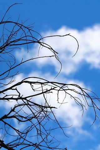 Обои небо, облака, дерево, ветки, сухостой, the sky, clouds, tree, branches, deadwood разрешение 1920x1280 Загрузить