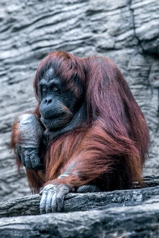 Обои обезьяна, зоопарк, примат, орангутанг, орангутан, monkey, zoo, the primacy of, orangutan разрешение 2560x1659 Загрузить