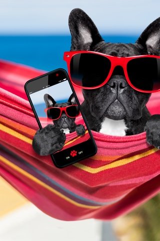 Обои очки, французский бульдог, собака, отдых, юмор, гамак, телефон, бульдог, селфи, glasses, french bulldog, dog, stay, humor, hammock, phone, bulldog, selfie разрешение 5676x3784 Загрузить