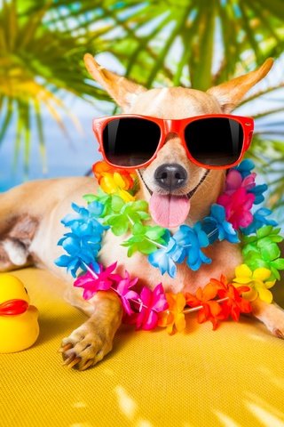 Обои очки, собака, пальма, отдых, юмор, язык, джек-рассел-терьер, уточка, glasses, dog, palma, stay, humor, language, jack russell terrier, duck разрешение 3840x2560 Загрузить
