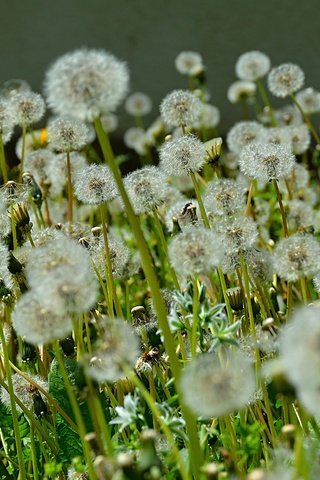 Обои цветы, стебли, семена, одуванчики, пух, пушинки, былинки, flowers, stems, seeds, dandelions, fluff, fuzzes, blade разрешение 6000x4000 Загрузить