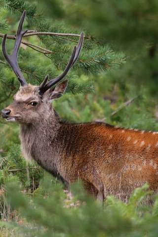 Обои растения, олень, рога, plants, deer, horns разрешение 2048x1366 Загрузить