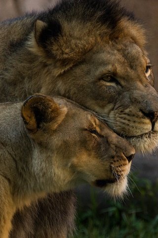 Обои пара, львы, нежность, дикие кошки, лев, львица, pair, lions, tenderness, wild cats, leo, lioness разрешение 5472x3396 Загрузить