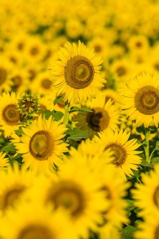 Обои цветы, поле, лепестки, подсолнухи, желтые цветы, flowers, field, petals, sunflowers, yellow flowers разрешение 7360x4912 Загрузить