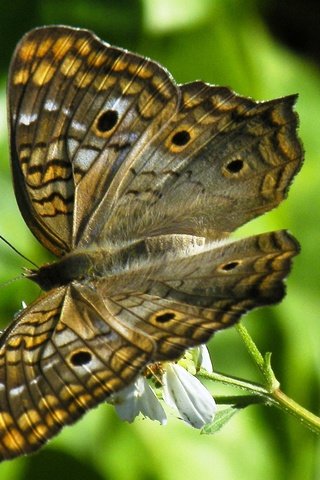 Обои природа, насекомое, цветок, бабочка, крылья, nature, insect, flower, butterfly, wings разрешение 2400x1570 Загрузить