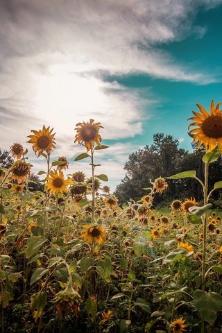 Обои небо, цветы, облака, природа, растения, лето, подсолнухи, the sky, flowers, clouds, nature, plants, summer, sunflowers разрешение 2048x1276 Загрузить