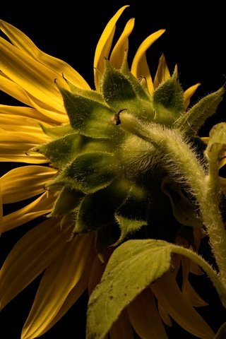 Обои природа, лепестки, подсолнух, черный фон, стебель, nature, petals, sunflower, black background, stem разрешение 6130x3798 Загрузить