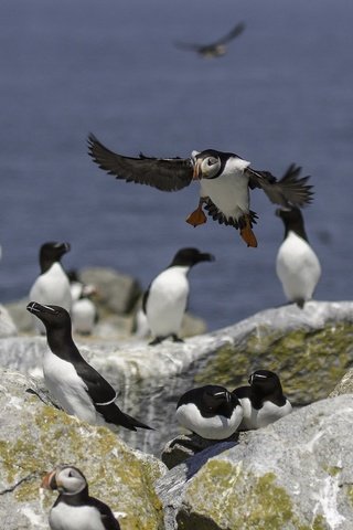 Обои камни, море, птицы, перья, тупик, атлантический тупик, stones, sea, birds, feathers, stalled, atlantic puffin разрешение 2048x1366 Загрузить