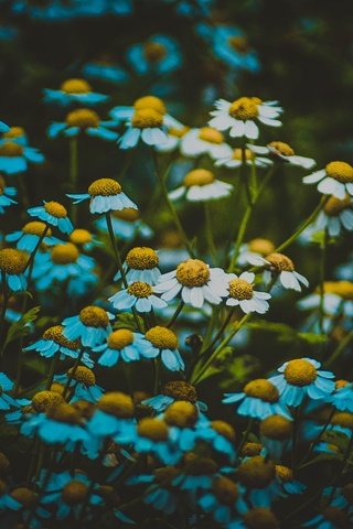 Обои цветы, лепестки, ромашки, белые, стебли, flowers, petals, chamomile, white, stems разрешение 4928x3264 Загрузить