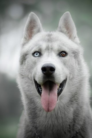 Обои взгляд, собака, хаски, язык, боке, разные глаза, look, dog, husky, language, bokeh, different eyes разрешение 6000x4000 Загрузить