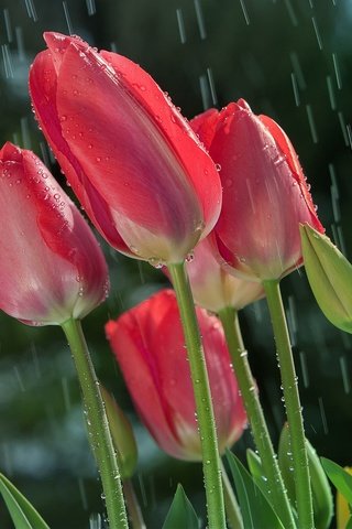 Обои цветы, солнце, бутоны, капли, весна, дождь, тюльпаны, стебли, flowers, the sun, buds, drops, spring, rain, tulips, stems разрешение 2048x1365 Загрузить