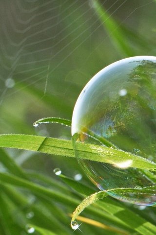 Обои трава, природа, макро, капли, паутина, боке, мыльный пузырь, grass, nature, macro, drops, web, bokeh, bubble разрешение 2048x1366 Загрузить