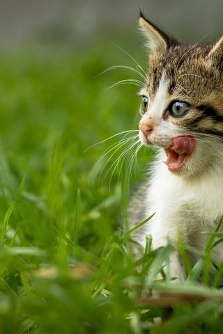 Обои трава, кот, мордочка, усы, кошка, взгляд, котенок, язык, grass, cat, muzzle, mustache, look, kitty, language разрешение 4501x3001 Загрузить