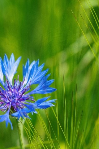 Обои трава, природа, макро, синий, цветок, лепестки, луг, василек, grass, nature, macro, blue, flower, petals, meadow, cornflower разрешение 2048x1365 Загрузить