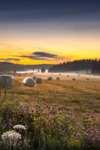 Обои небо, полевые цветы, деревья, тюки, утро, рулоны, туман, поле, горизонт, сено, лето, the sky, wildflowers, trees, bales, morning, rolls, fog, field, horizon, hay, summer разрешение 1920x1142 Загрузить