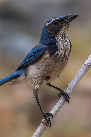 Обои ветка, птица, клюв, перья, сойка, голубая сойка, кустарниковая сойка, branch, bird, beak, feathers, jay, blue jay, shrub jay разрешение 4134x2756 Загрузить