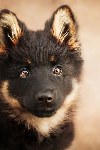 Обои глаза, мордочка, взгляд, собака, щенок, немецкая овчарка, eyes, muzzle, look, dog, puppy, german shepherd разрешение 2048x1365 Загрузить