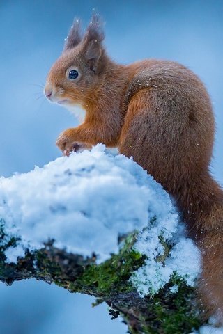 Обои зима, белка, белочка, winter, protein, squirrel разрешение 1920x1200 Загрузить