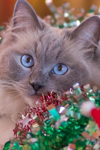 Обои новый год, кот, кошка, мишура, new year, cat, tinsel разрешение 2880x1800 Загрузить