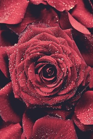 Обои роза, лепестки, красная, бутон, капли воды, rose, petals, red, bud, water drops разрешение 5000x3337 Загрузить