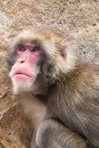 Обои обезьяна, макака, японская макака, японский макак, lynn griffiths, monkey, japanese macaque, japanese macaques разрешение 2880x1920 Загрузить