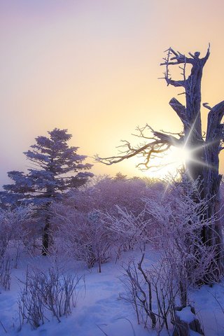 Обои снег, природа, дерево, лес, зима, коряга, snow, nature, tree, forest, winter, snag разрешение 1920x1200 Загрузить