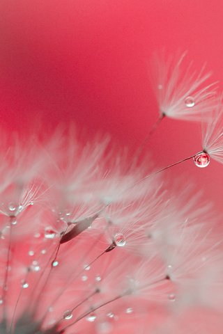 Обои макро, фон, цветок, капли, одуванчик, пушинки, былинки, macro, background, flower, drops, dandelion, fuzzes, blade разрешение 1920x1200 Загрузить