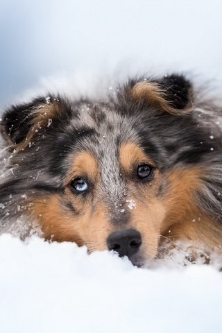 Обои снег, зима, собака, колли, шотландская овчарка, snow, winter, dog, collie, scottish shepherd разрешение 1920x1080 Загрузить