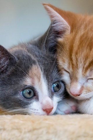 Обои кот, мордочка, усы, кошка, взгляд, котята, cat, muzzle, mustache, look, kittens разрешение 2880x1800 Загрузить
