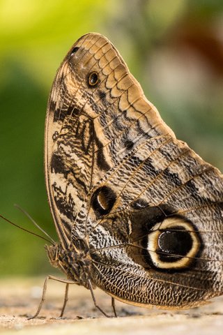Обои насекомое, бабочка, крылья, калиго, бабочка-сова, lynn griffiths, insect, butterfly, wings, kaligo, the owl разрешение 5322x3548 Загрузить