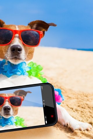 Обои телефон, море, селфи, песок, джек-рассел-терьер, пляж, мордочка, взгляд, очки, собака, юмор, phone, sea, selfie, sand, jack russell terrier, beach, muzzle, look, glasses, dog, humor разрешение 2560x1600 Загрузить
