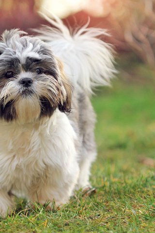 Обои трава, мордочка, взгляд, собака, щенок, ши-тцу, elena sendler, grass, muzzle, look, dog, puppy, shih tzu разрешение 1920x1200 Загрузить