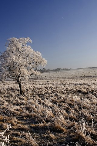 Обои небо, природа, дерево, зима, пейзаж, поле, иней, луна, the sky, nature, tree, winter, landscape, field, frost, the moon разрешение 2880x1800 Загрузить