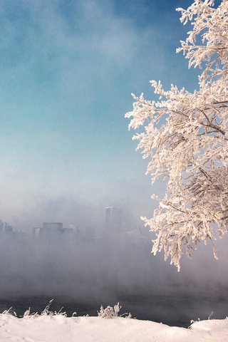Обои небо, снег, природа, дерево, зима, туман, иней, the sky, snow, nature, tree, winter, fog, frost разрешение 1920x1200 Загрузить