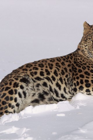 Обои снег, зима, леопард, хищник, большая кошка, lynn m. stone, snow, winter, leopard, predator, big cat разрешение 3840x2400 Загрузить