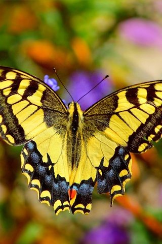 Обои цветы, насекомое, бабочка, крылья, размытость, flowers, insect, butterfly, wings, blur разрешение 3002x1857 Загрузить