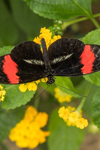 Обои цветы, листья, насекомое, бабочка, крылья, lynn griffiths, flowers, leaves, insect, butterfly, wings разрешение 4088x2725 Загрузить