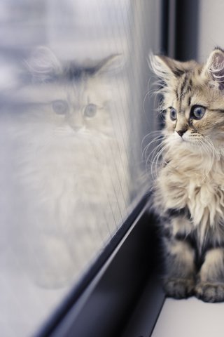 Обои отражение, benjamin torode, кот, ben torode, дейзи, мордочка, усы, кошка, взгляд, котенок, окно, подоконник, sill, reflection, cat, daisy, muzzle, mustache, look, kitty, window разрешение 2048x1315 Загрузить