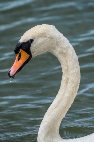 Обои вода, белый, птица, клюв, перья, лебедь, lynn griffiths, water, white, bird, beak, feathers, swan разрешение 5549x3704 Загрузить