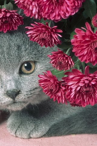 Обои цветы, кот, серый, красивый, сиреневые, пухлый котик, flowers, cat, grey, beautiful, lilac, chubby kitty разрешение 1920x1200 Загрузить