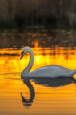 Обои вода, закат, белый, птица, лебедь, шипун, water, sunset, white, bird, swan, mute разрешение 2048x1365 Загрузить