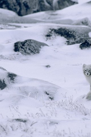 Обои снег, природа, зима, канада, песец, полярная лисица, арктическая лиса, snow, nature, winter, canada, fox, polar fox, arctic fox разрешение 1920x1080 Загрузить